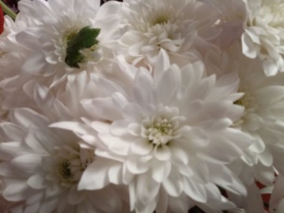 Crisantemos Blancos en flor