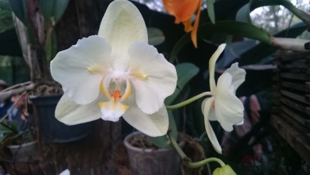 Orquídeas
