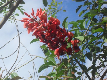 La leyenda del ceibo, la flor nacional argentina