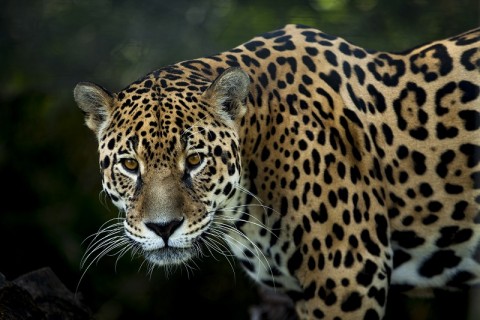 Yaguareté-abá, el legendario hombre tigre