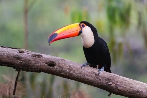 Aves y Monumentos Naturales de Misiones