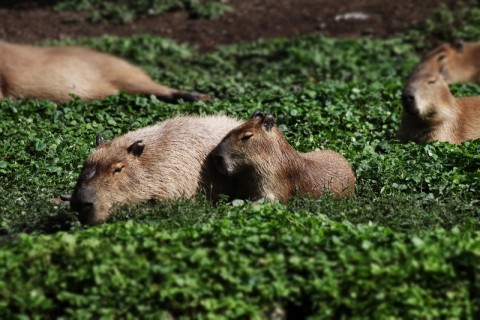 Carpincho, el animal que hace furor en las redes