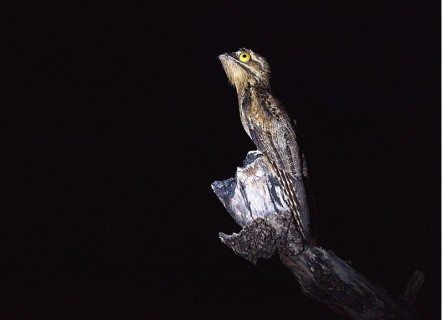 El urutaú, el pájaro fantasma de la selva