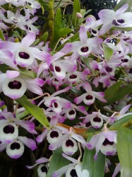 Primavera en Misiones