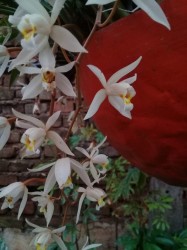 Orquídeas de la nonna