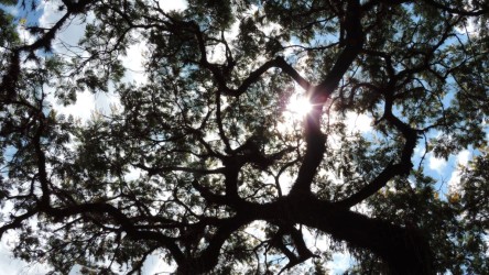 Sombras naturales