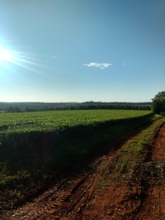 Té misionero