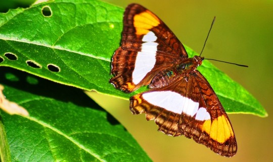 Las mariposas en Misiones, entre el peligro y la inspiración