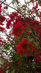 Santa Rita Roja en flor