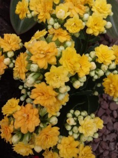 Calanchoe Amarillo en flor