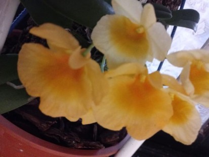 Orquidea Amarilla en flor