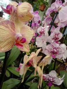 Orquideas Phaleanopsis de diferentes colores