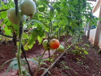 Tomates
